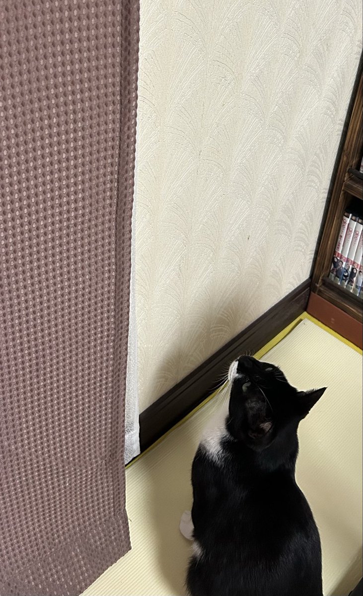 蜘蛛🕷️見ています😸