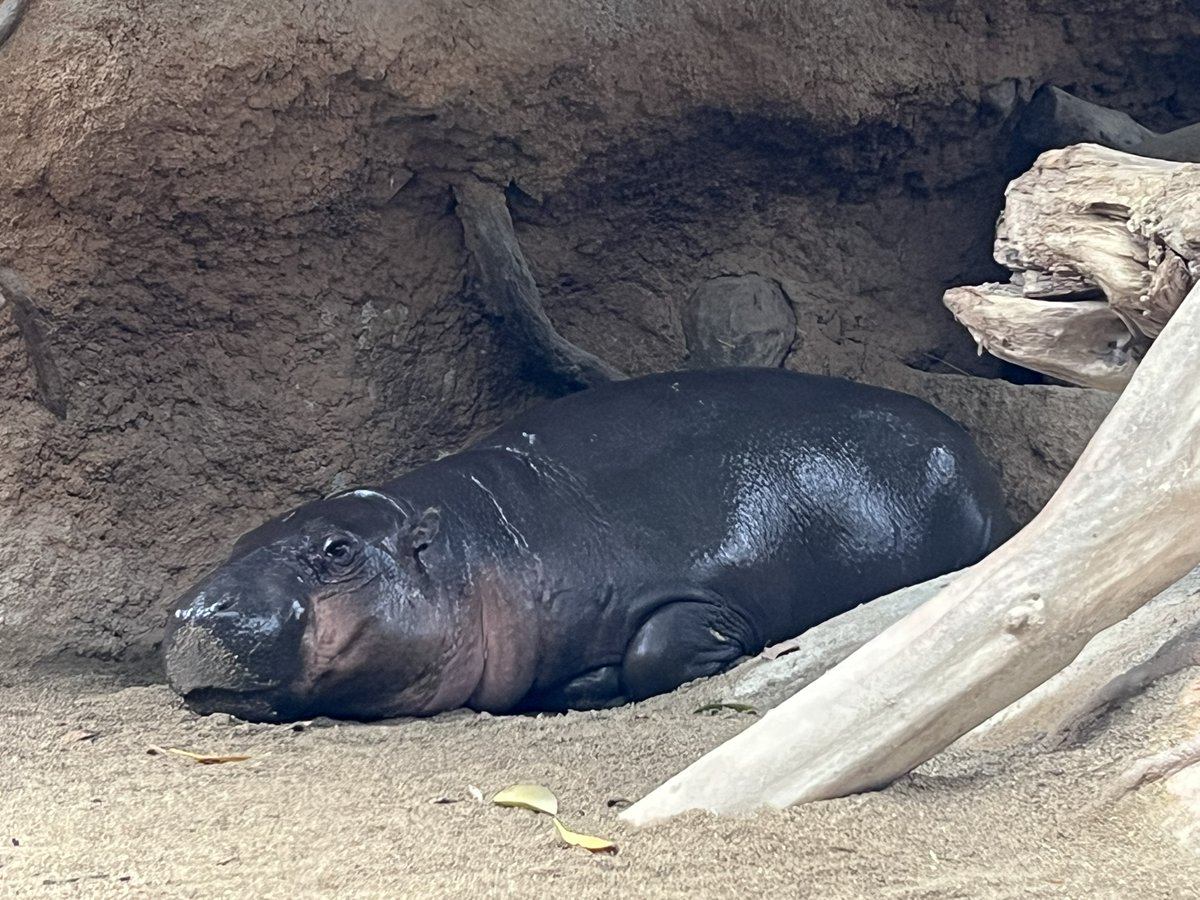 のんびり、ゆったりと、
お昼休みを待ってます。
横になってるのは仕事です。

みなさま、お疲れさまです。
お昼休みにしませんか。

#神戸どうぶつ王国　#コビトカバ　#タムタム