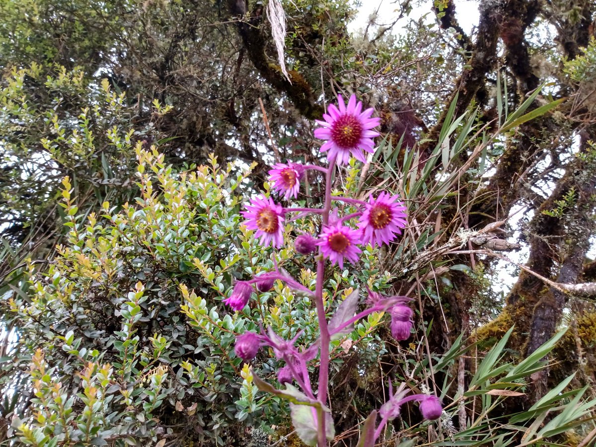 fruizo's tweet photo. Colores del páramo. Conocen esta planta. Una pista. Es pariente del frailejón, del girasol y de las margaritas. https://t.co/7EHqH15QCg
