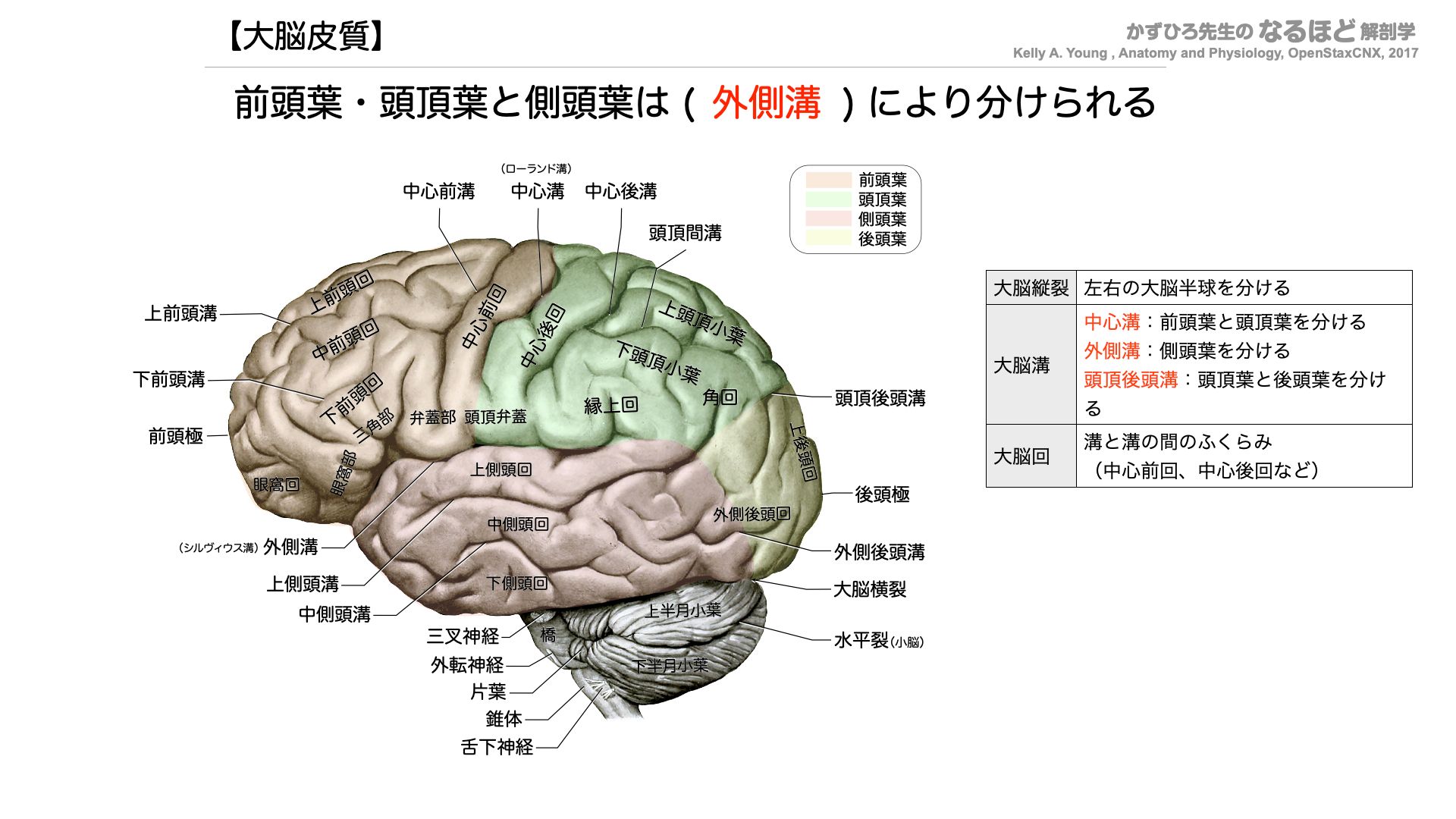 解剖学 分担 1、2 分担 解剖学 1,2,3 【公式通販】 解剖学 分担