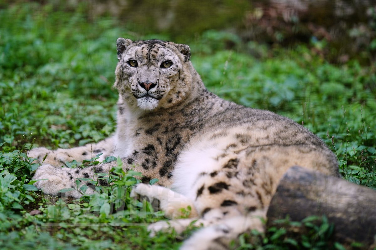 ミルチャさんでこんにちは🐾　

#多摩動物公園 
#ユキヒョウ 
#snowleopard