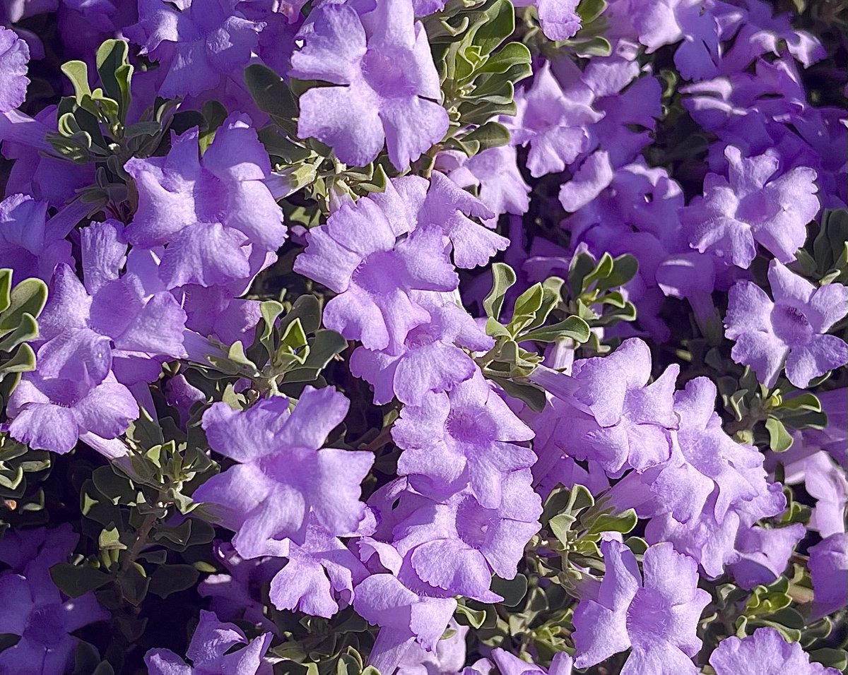 Have a nice week everyone! Goodnight from Arizona. 🌙