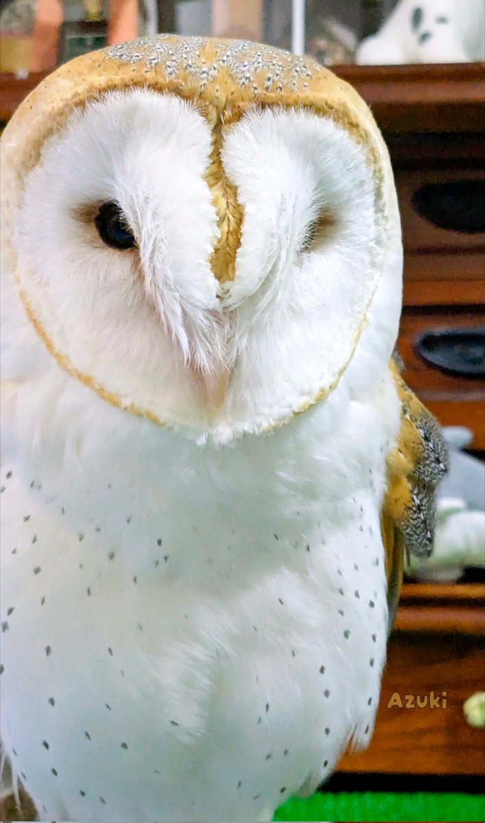 ＊恭ちゃんフクロウ君＊【メンフクロウ】＊レア メンフクロウ☆きょうちゃん - ふくろうのいる森カフェ