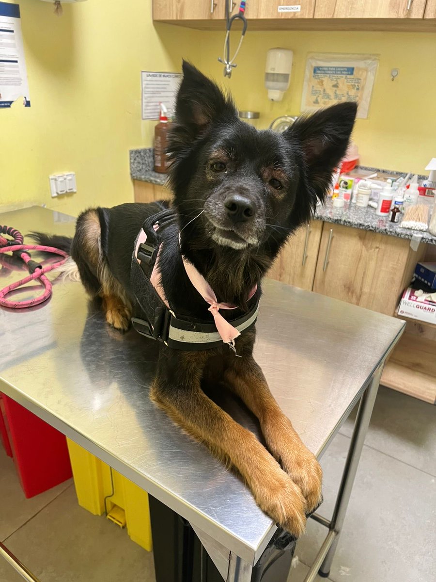 Mi perrita fue envenenada en San Isidro, la salvamos gracias a Dios, que paguen los desnaturalizados que envenenaron a nuestras mascotas.