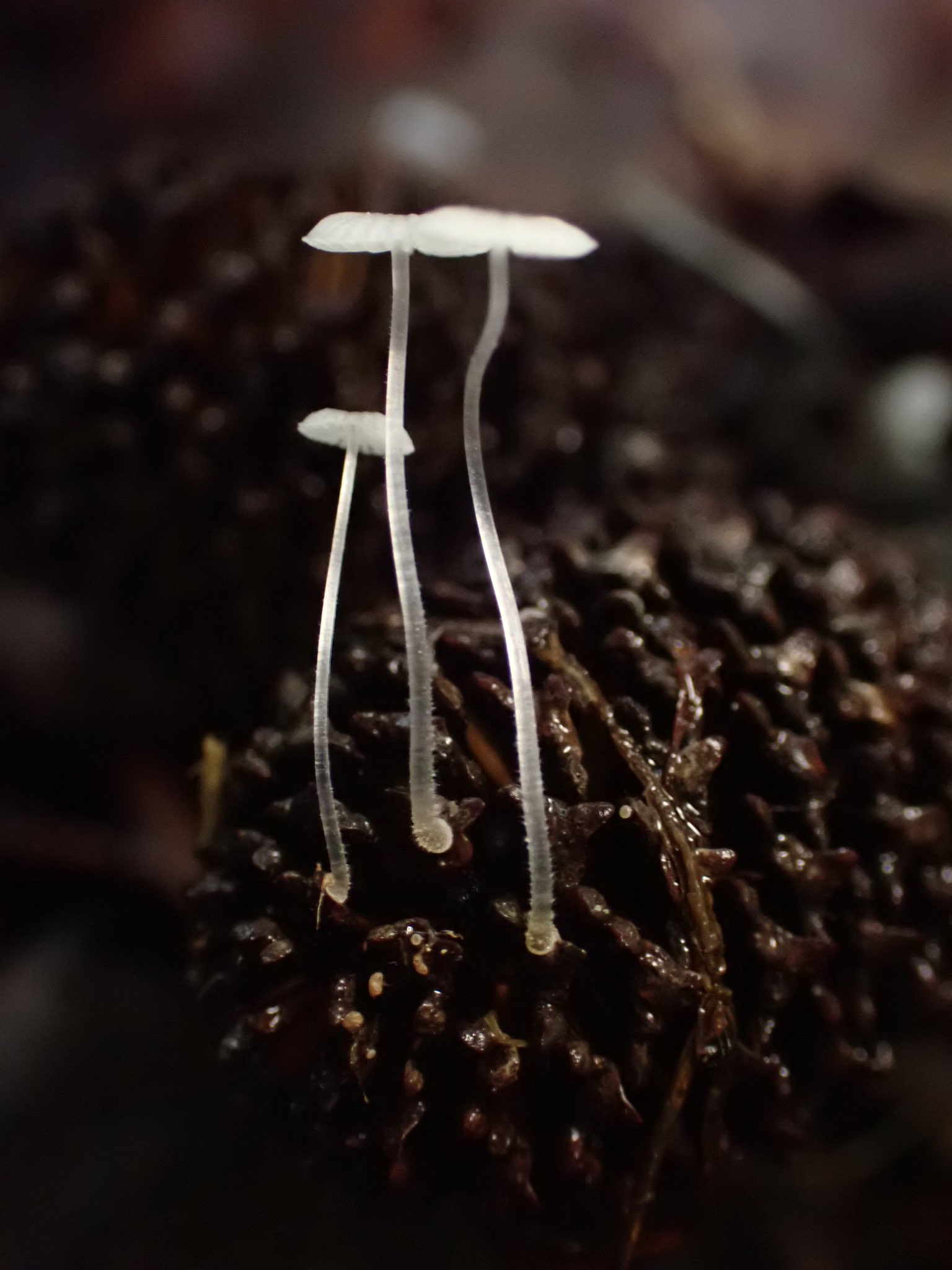 【美品】日本菌学史　2006 日本菌学会 美品】日本菌学史 2006 日本菌学会 その他出版物 ｜ 一般社団