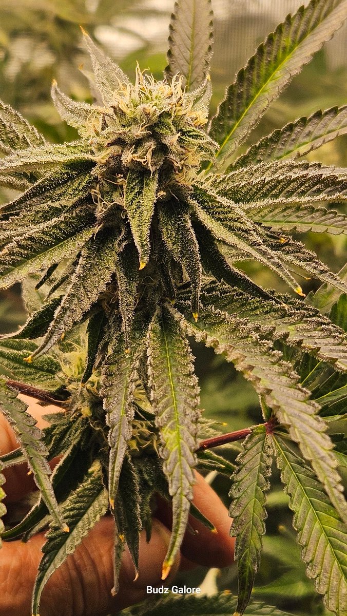 Nova 91 x OC RUNTZ from <a href="/irvineseedco/">Irvine Seed Company</a> This strain is a frosty one and easy to grow. Good yield and she can get tell if you lets her. Growing under a #marshydroFCE4800 from <a href="/MarsHydroLight/">Mars Hydro | Since 2009</a> <a href="/Henry117_/">Henry117_</a> #weedmob #Mmemberville #CannabisCommunity #cannabisculture #cannabisgrower