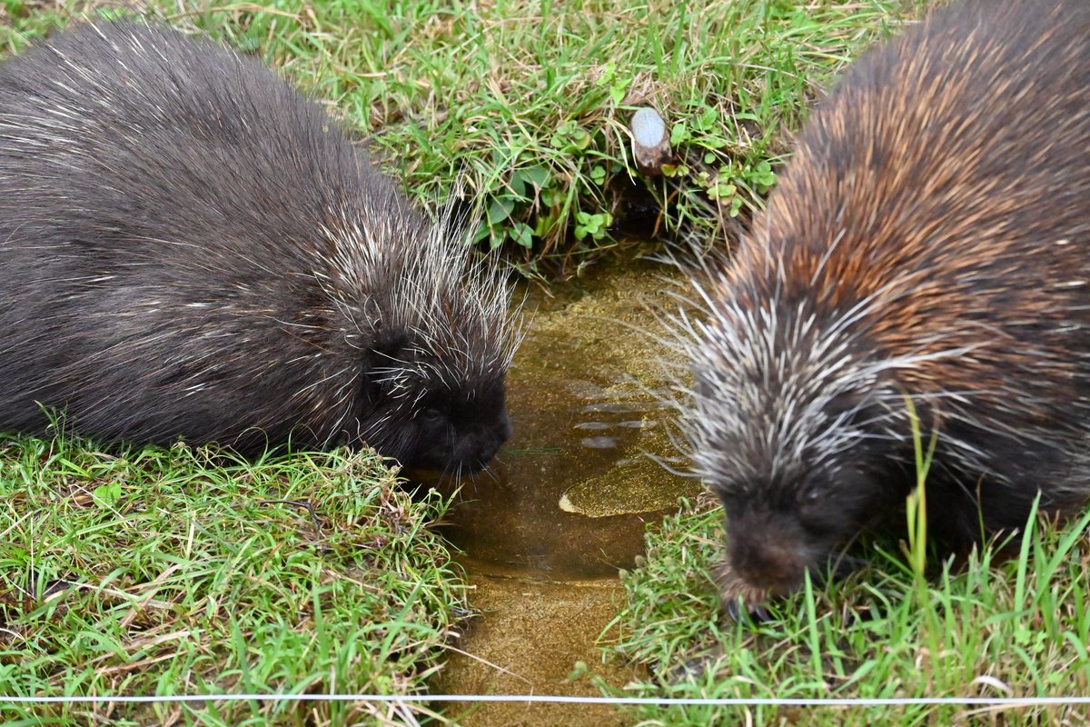 yokko7111's tweet image. サシコとライデン
仲が良いのか悪いのか？？

#カナダヤマアラシ #サシコ #ライデン #浜松市動物園