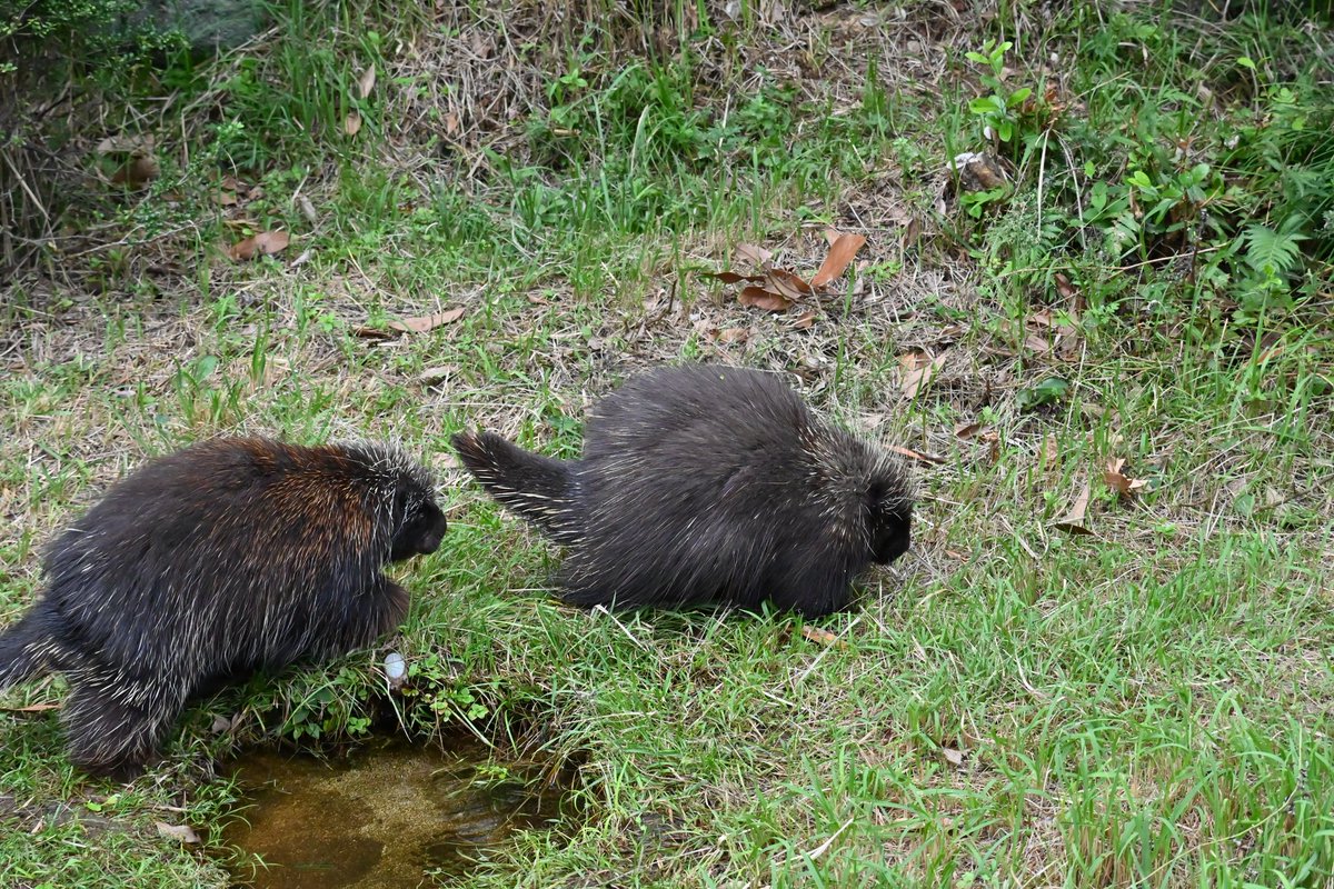 yokko7111's tweet image. サシコとライデン
仲が良いのか悪いのか？？

#カナダヤマアラシ #サシコ #ライデン #浜松市動物園