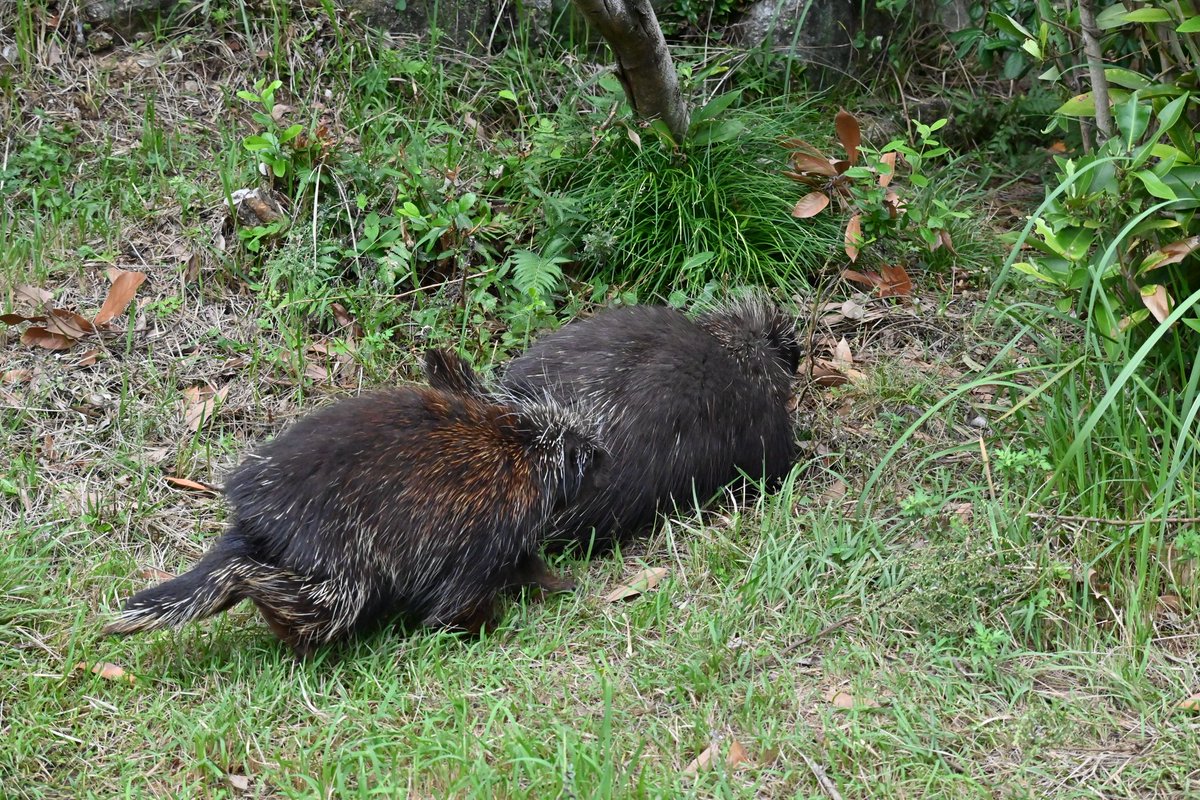 サシコとライデン
仲が良いのか悪いのか？？

#カナダヤマアラシ #サシコ #ライデン #浜松市動物園
