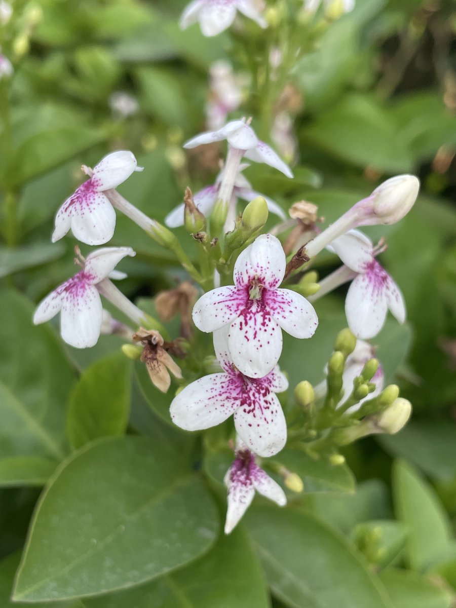 vishnu_dev07's tweet image. Good Morning