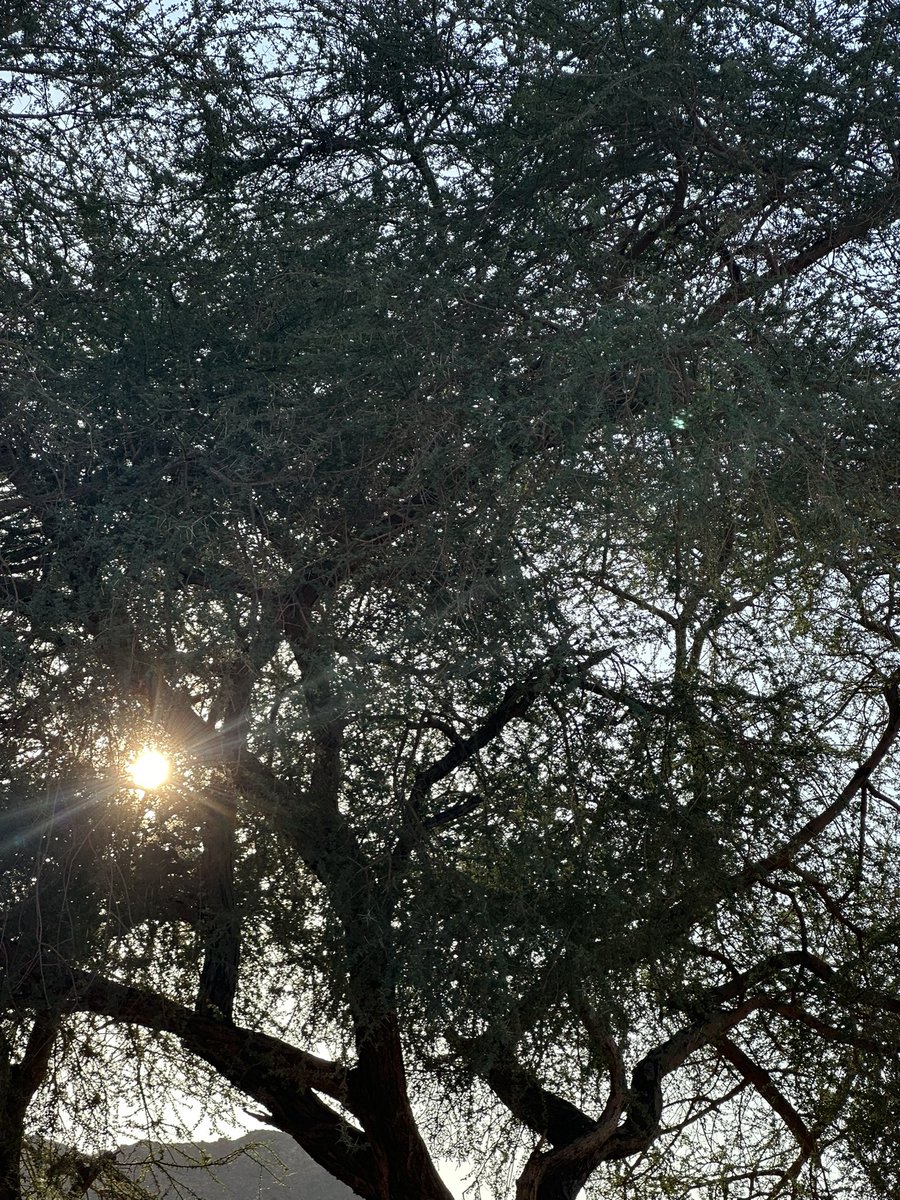 "إذا ماتت الشجرة لن تحزن الأرض، لكن ستجد الحيرة في عيون العصافير"

#تأمل

رمش