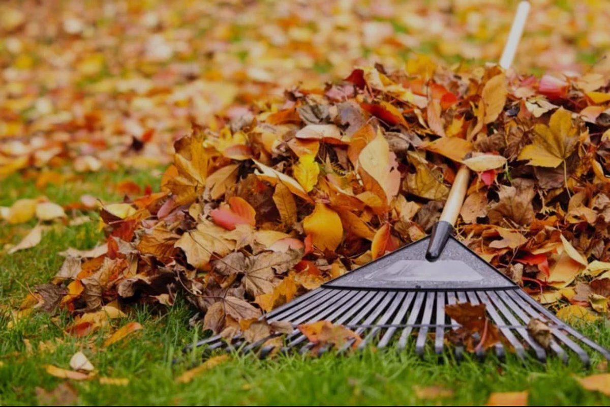 "Leaving leaves" is a practice of letting fallen leaves remain on the ground instead of removing them, which provides significant benefits for soil health, wildlife habitats, and the environment.