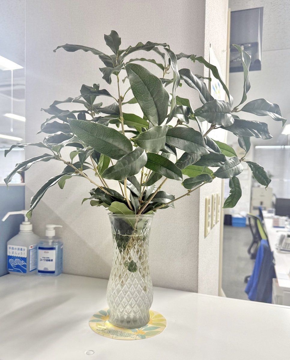 sandarunosuke's tweet image. 職場のかたが事務所に持ってきてくださった金木犀。
先週水曜日には青く小さかったお花が、だんだんふくらみ、今日月曜日には、すっかりオレンジ色になってふわふわ開きました。
事務所に良い香りと癒しの時間をありがとうございます🥰