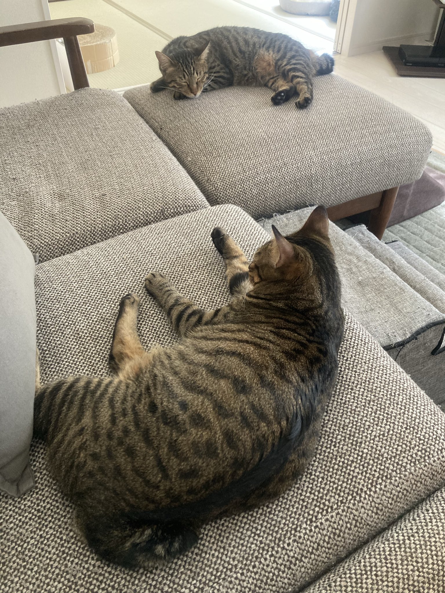 オズ・シンヤ (@pukuko_nanao) / X