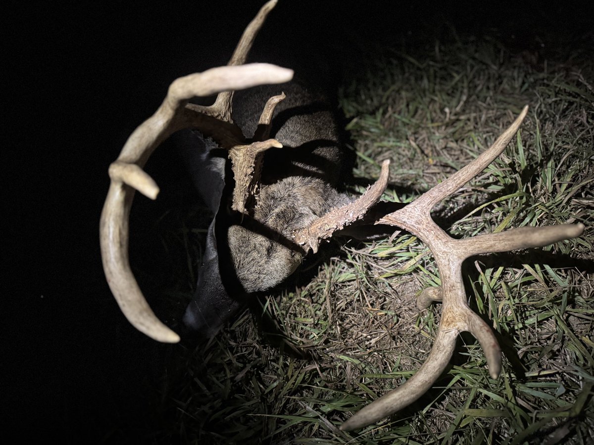 David Williams tweet media