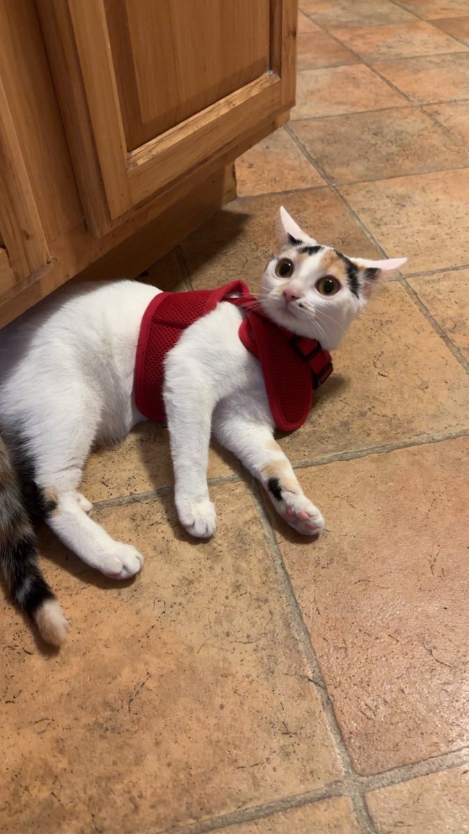 Kiwi is still getting used to the harness