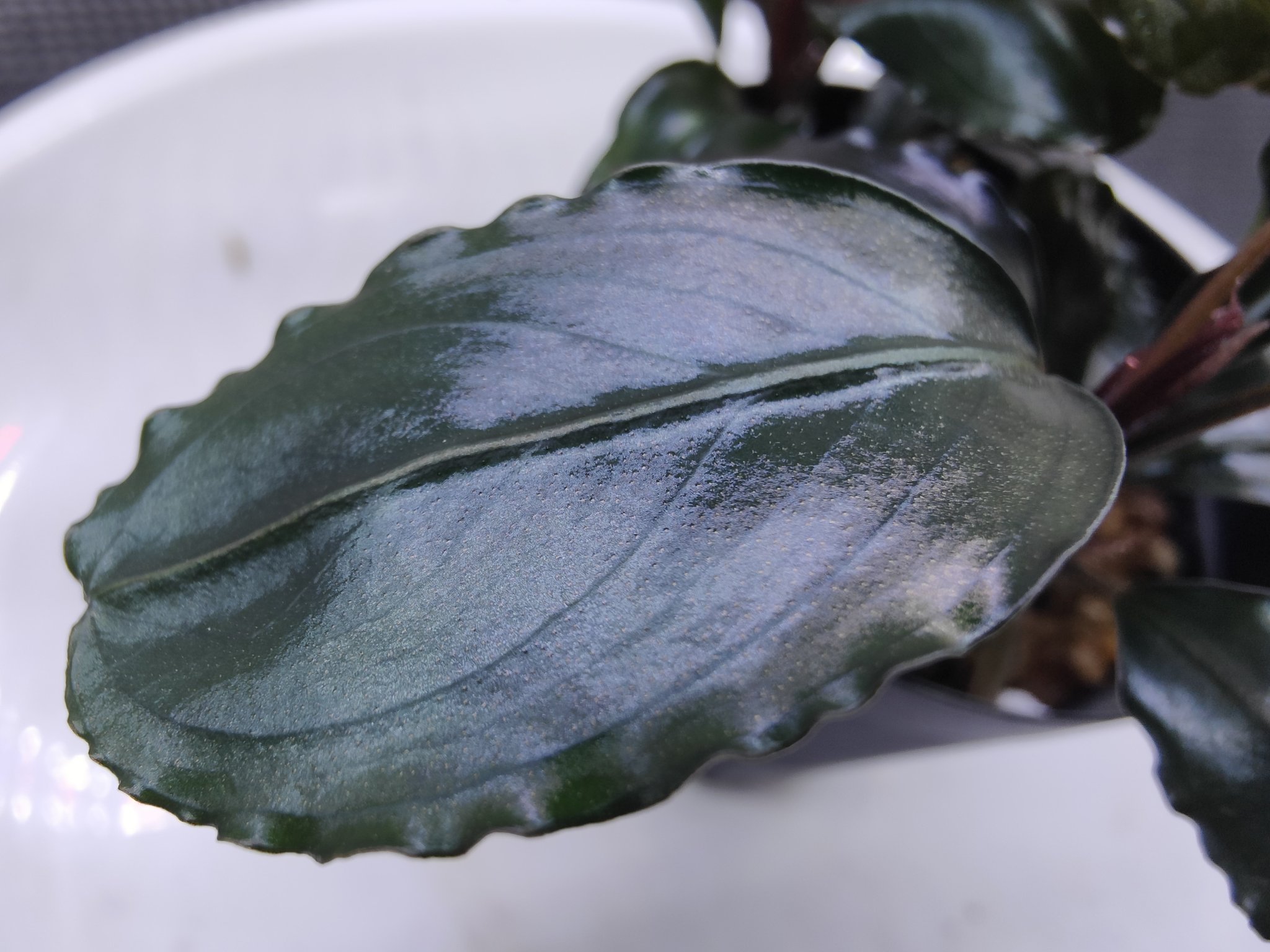 キボーデコ (@kiboudeko) / X