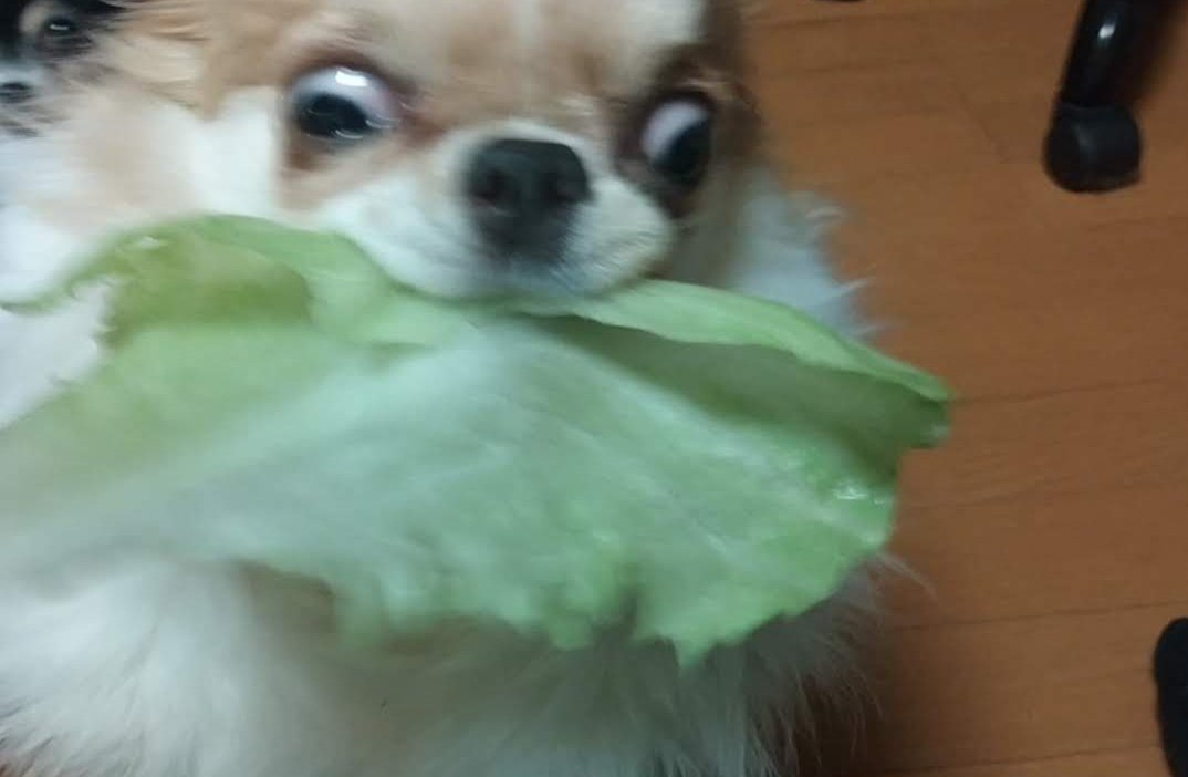 もやし
↓
きゃべつ
↓
いも
↓
レタス(←イマココ)