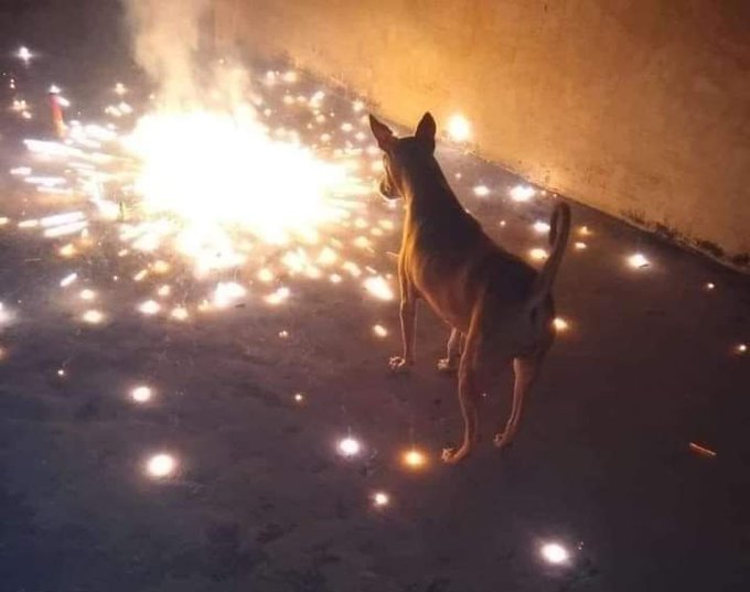 anuj_is_coding's tweet image. Happy Diwali Guys.. Don't let anybody tell you how you should celebrate your festival