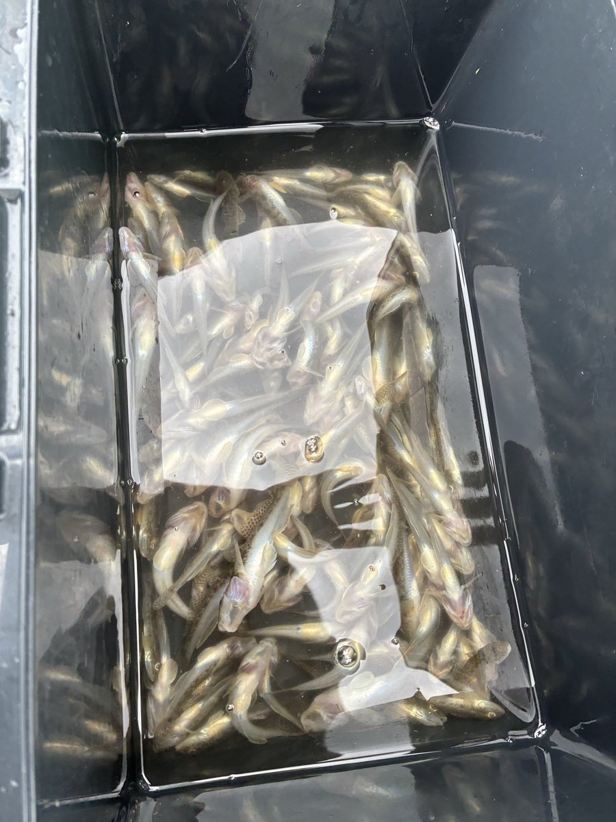 Fishingsappuri's tweet photo. 江戸川でハゼ釣り。120匹。捌くの憂鬱🙂

まだ小さいのが多いな。11月ごろから大きくなるみたい、 https://t.co/SLxPI7ySAW