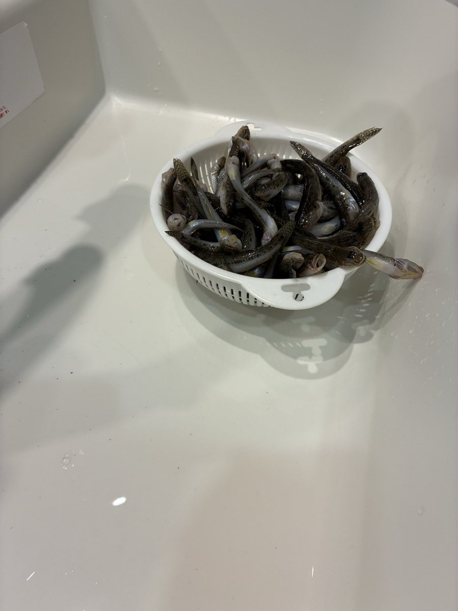 Fishingsappuri's tweet photo. 江戸川でハゼ釣り。120匹。捌くの憂鬱🙂

まだ小さいのが多いな。11月ごろから大きくなるみたい、 https://t.co/SLxPI7ySAW