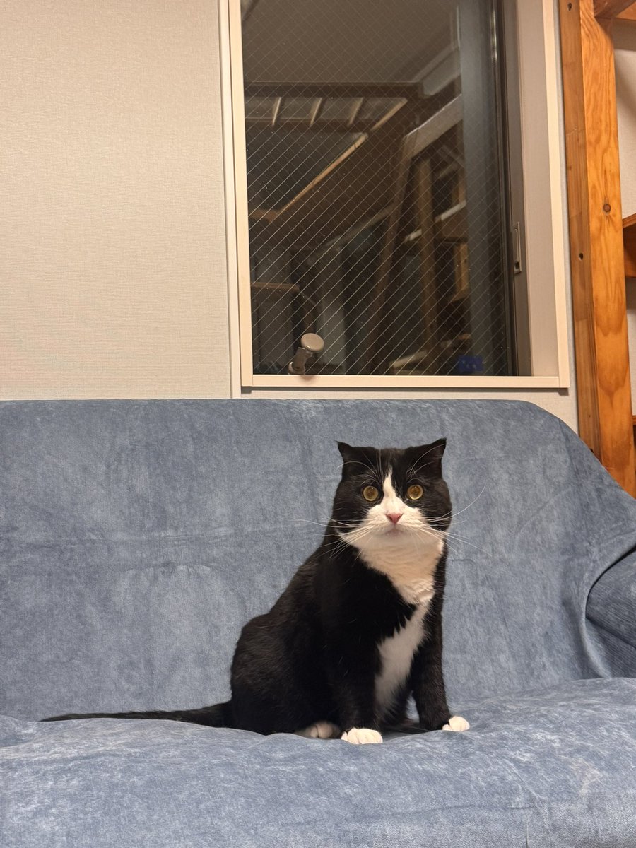 ネコまにあ家《13匹の猫達》 (@suzukotegin) / Posts / X