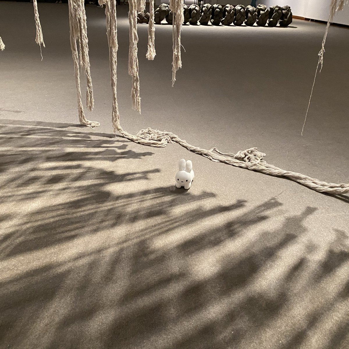 野生のうさぎ on X: 