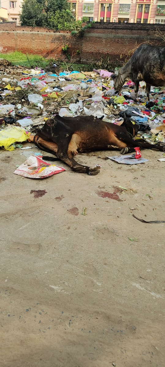 manish_met's tweet photo. @BGRDOfficial In Krishi Nagar, Patna, Bihar 800025 some has beaten a cow very badly and left her to die.... Please help to rescue @patna https://t.co/EJYSQ3HMeq