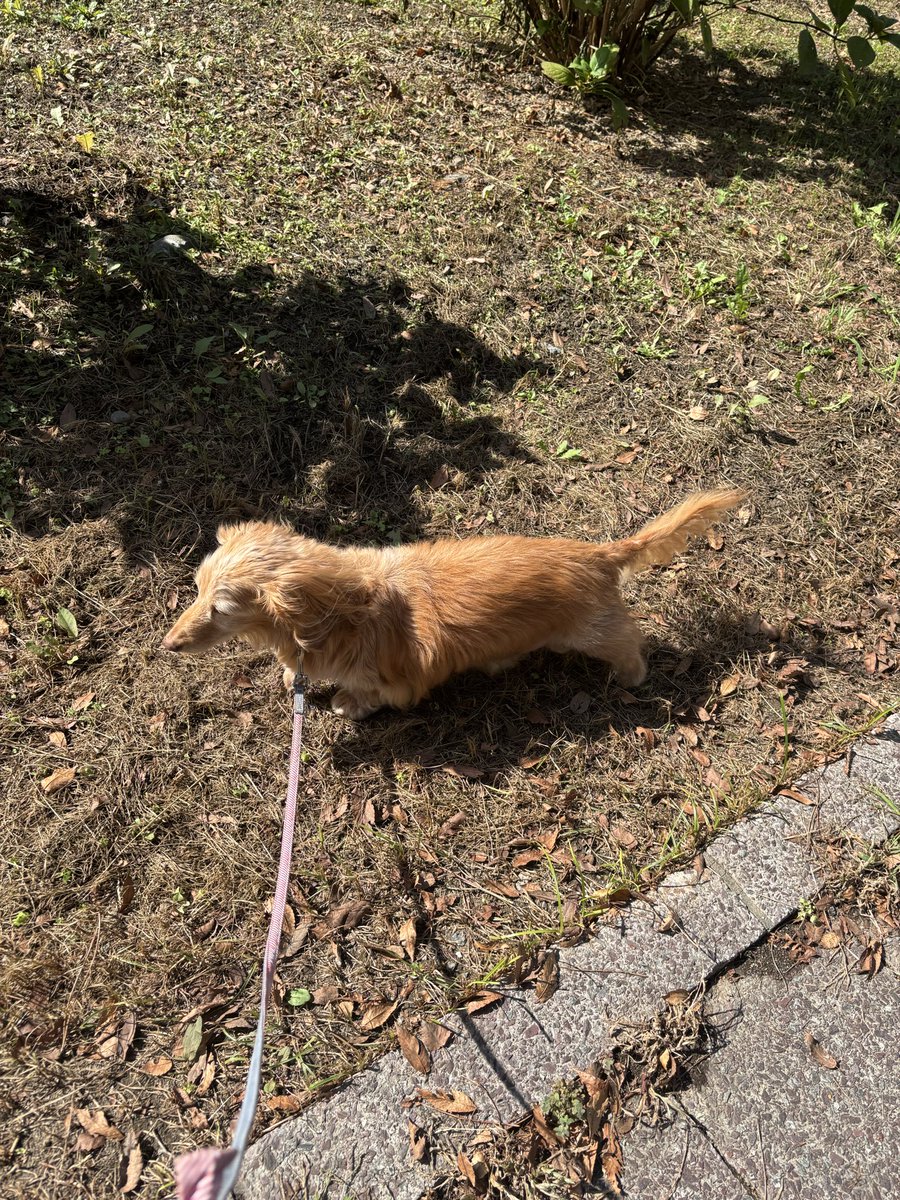 ゆきんこページ ゆきんこページ zx - Search / X