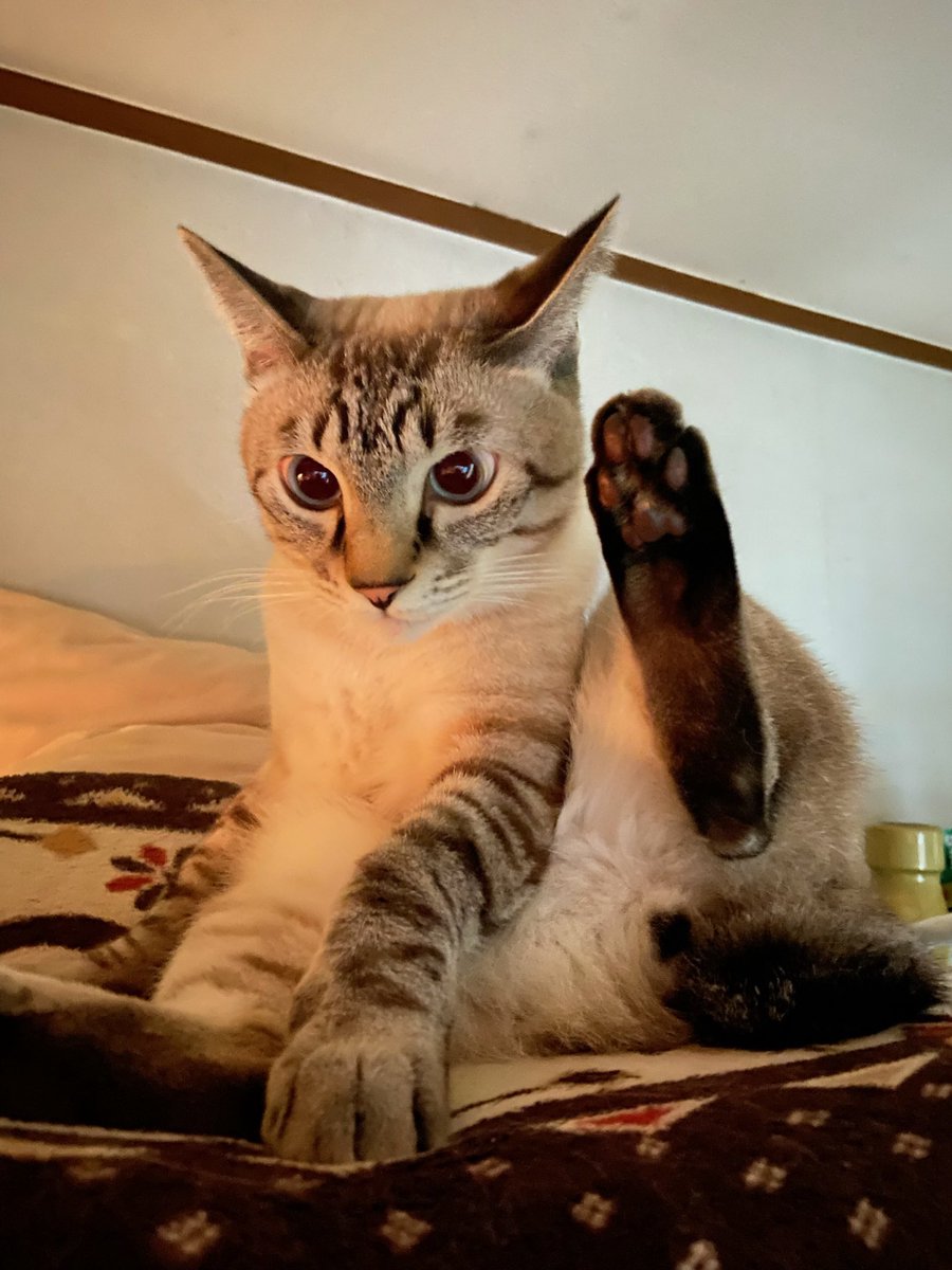 ◡̈⃝⋆*sora様❤︎専用です 空🐰🍓原稿中 on X