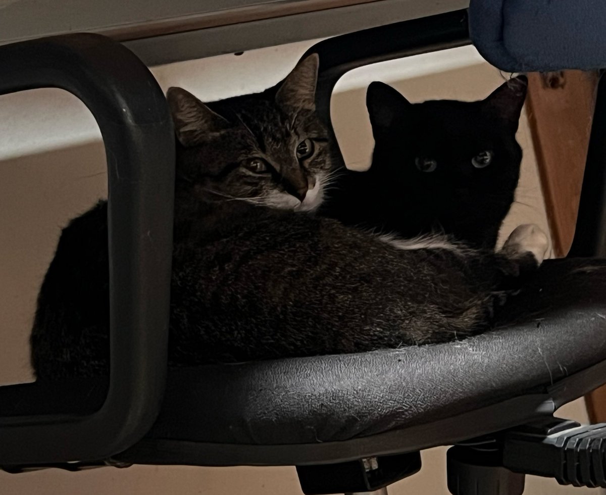 キジ白お母さんと娘のくろにゃ🐈‍⬛
親子同士いつも一緒🐈‍⬛
弟のおはぎときなこの戯れ合いがエスカレートして喧嘩になると、お姉ちゃんのくろが走ってやってきて「この馬鹿な弟ども！静かにしなさい！」と言っているように2匹に猫パンチします。
すると喧嘩していた2匹も静かになり、猫社会に驚かされます