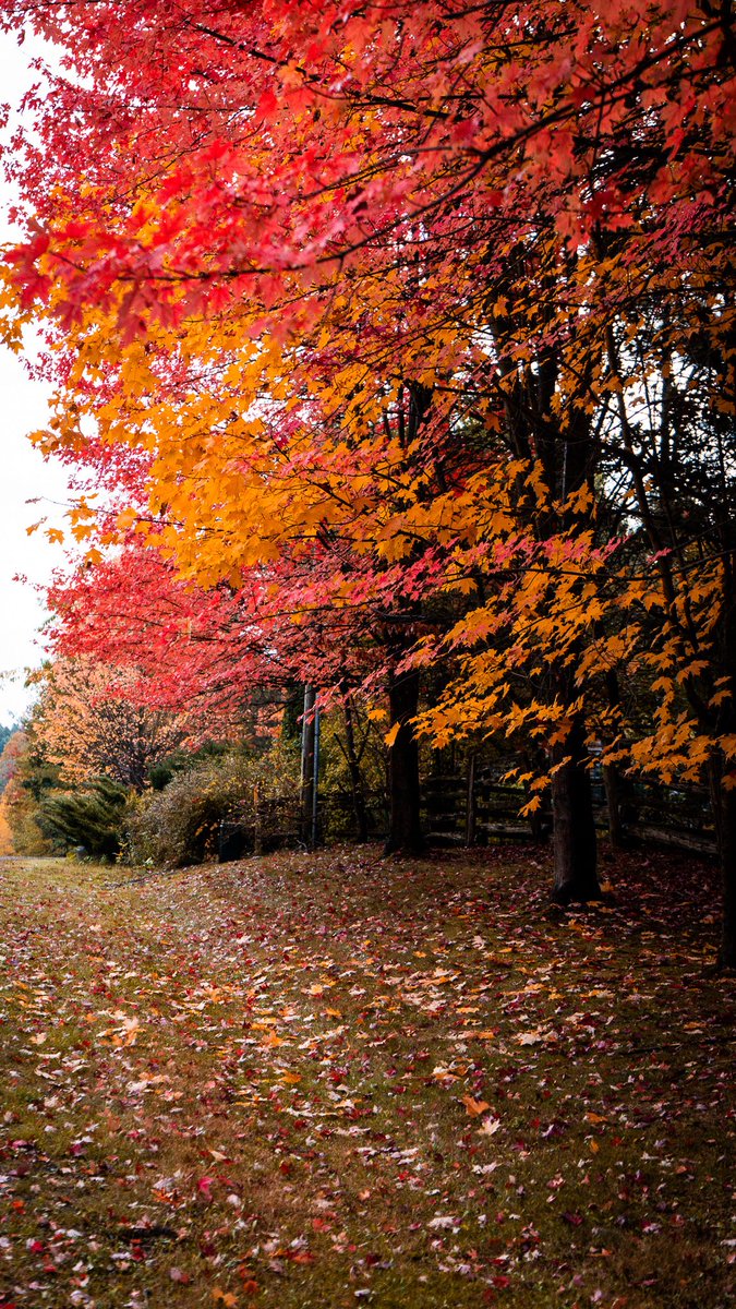 Intotheframes's tweet image. اولین چیزی که با دیدن این عکس ها از ذهنت عبور کرد…
#پاییز #رنگ #مهاجرت #عبور