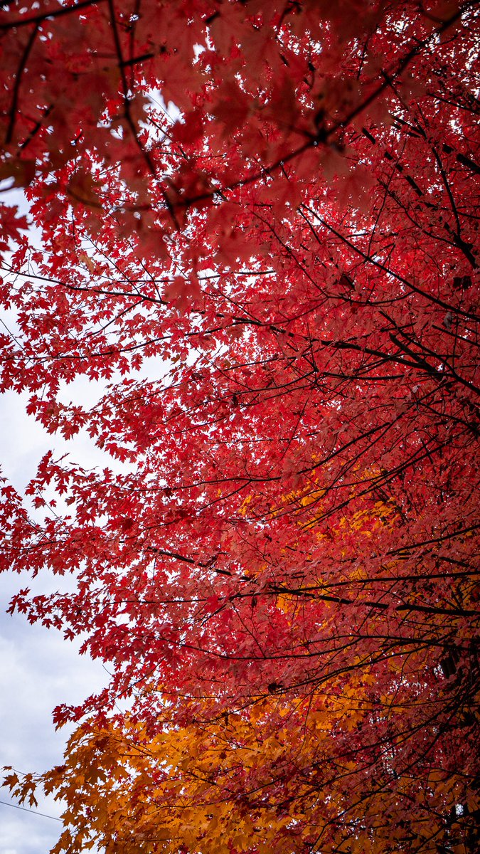 Intotheframes's tweet image. اولین چیزی که با دیدن این عکس ها از ذهنت عبور کرد…
#پاییز #رنگ #مهاجرت #عبور