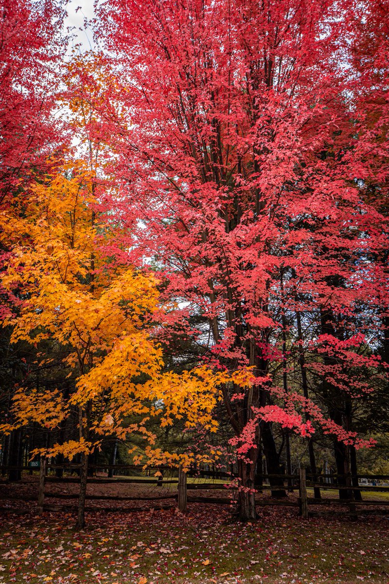 Intotheframes's tweet image. اولین چیزی که با دیدن این عکس ها از ذهنت عبور کرد…
#پاییز #رنگ #مهاجرت #عبور