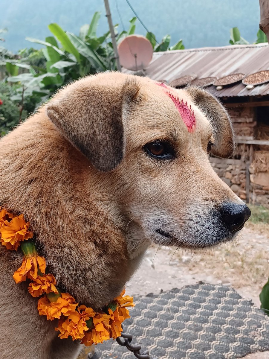 कुकुर तिहार को उपलक्ष्यमा कुकुरको पूजा गर्दै।।।