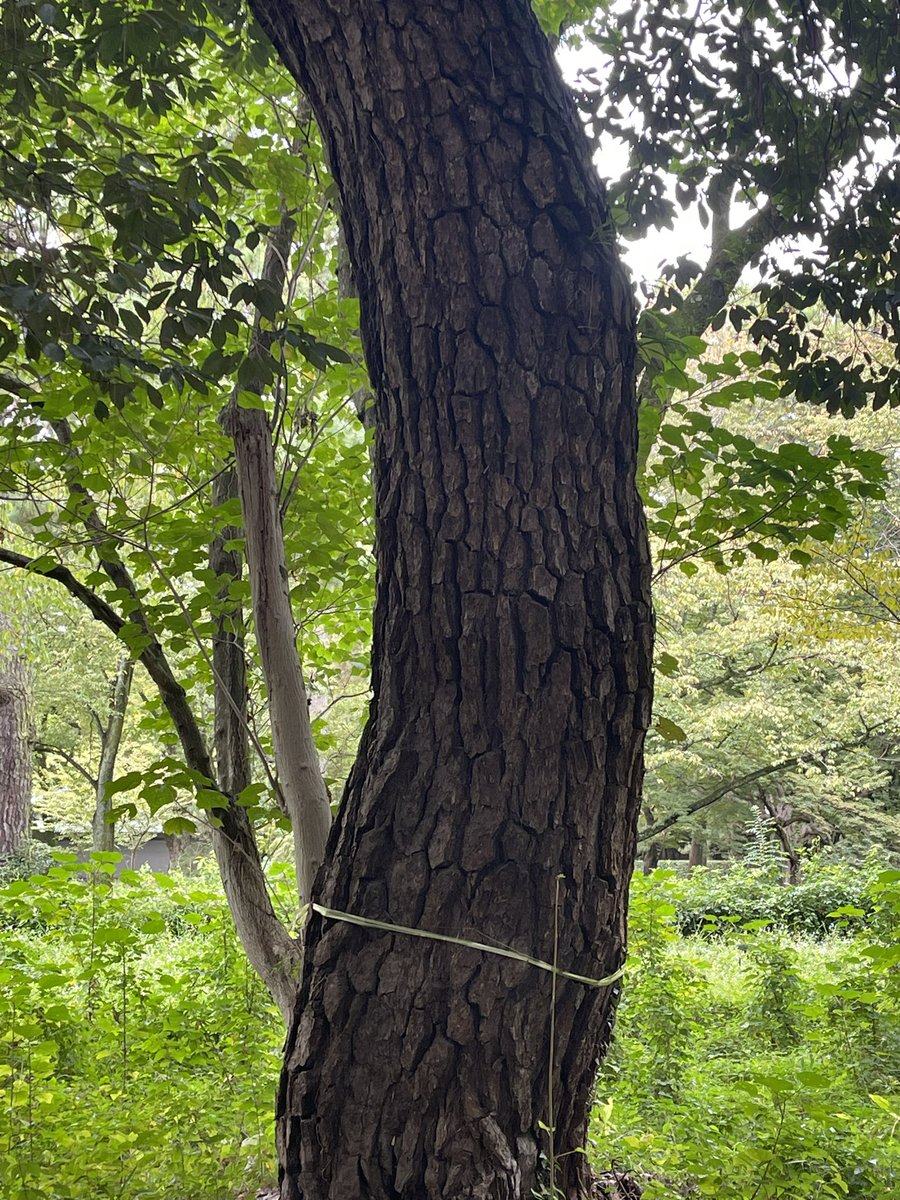 京都を少し散歩
いい木があった