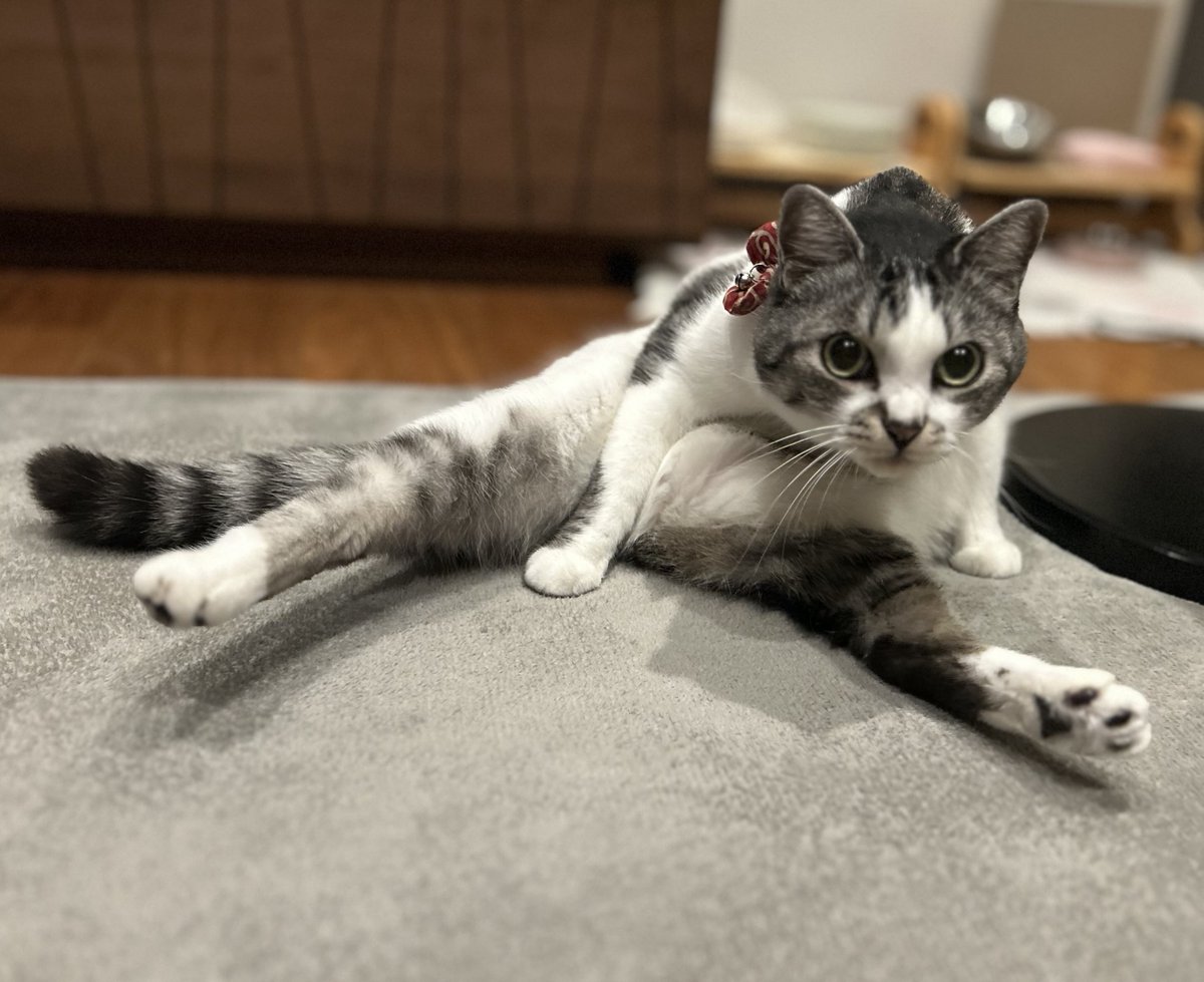 眠りネコ ねこシリーズ】眠り猫のトレーキット 黒 8.5×13.5×0.8cm/Pkit292