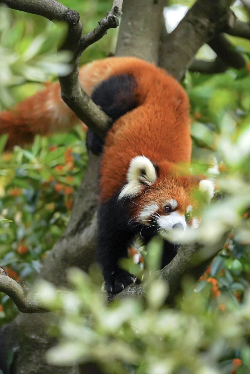 Run_RedPanda's tweet image. なんとかサクユリちゃんと金木犀❤️

20251019

#江戸川区自然動物園 
#レッサーパンダ 
#redpand #小熊猫 
#サクユリちゃん 
#サクユリ