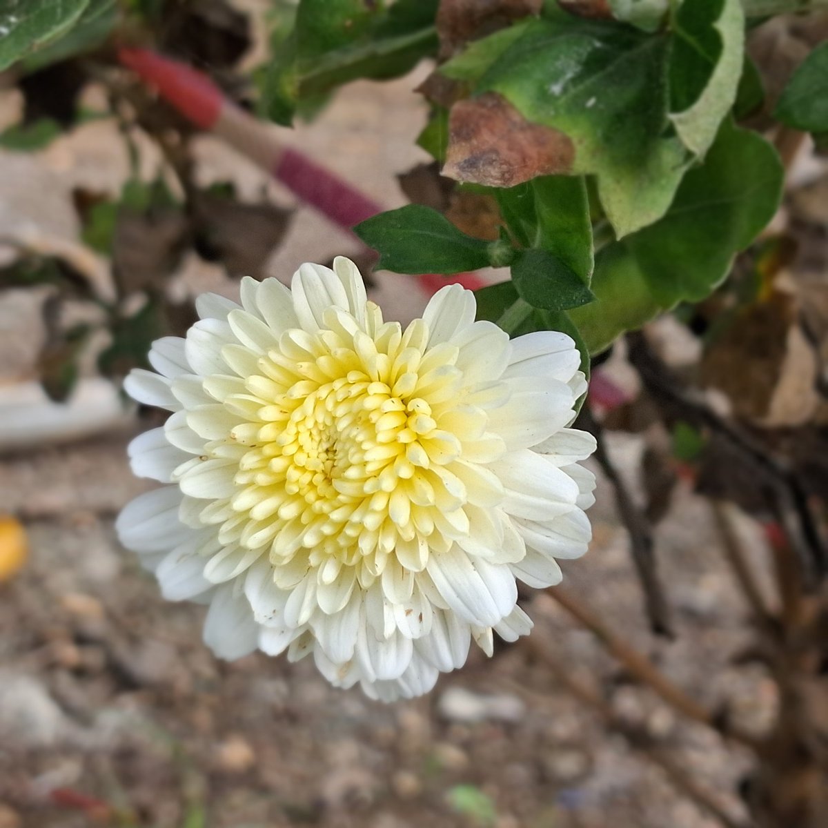 dambale_kamesh's tweet image. #माझा_क्लिक_२०२५
#My_Click_2025
#𝔽𝕝𝕠𝕨𝕖𝕣𝕤
#theme_pic_India_flowers 
#Nature 
#निसर्ग 
#NaturePhotography 

#𝕂𝕒𝕞𝕖𝕤𝕙_𝕒𝕟𝕕_ℙ𝕒𝕥𝕙𝕨𝕒𝕪𝕤