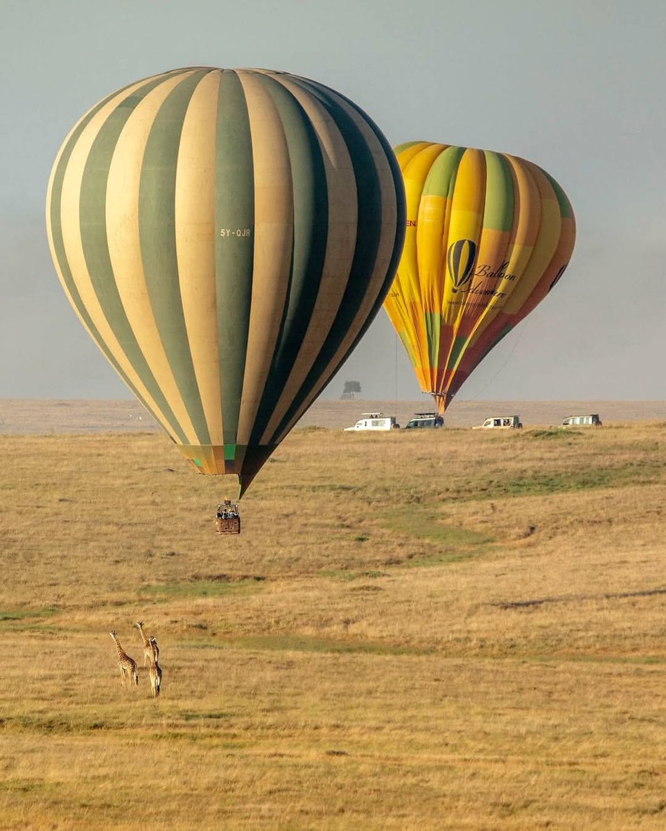 Emoit_LoaTurkan's tweet image. From the vibrant golds of our sun-kissed savannahs to the earthy yellows and lush greens of our sprawling grasslands, every shade paints a perfect picture of Kenya 🧡💛
📸: @ggkenya #magicalkenya #rediscoverthemagic #visitkenya #africa #seeafrica @rebecca_miano @magicalkenya
