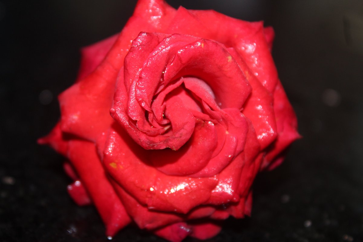 Karthik59793109's tweet image. Wet Red Rose #redrose #wetflower #flowerphotography #naturephotography #naturebeauty #naturephoto #natureportrait