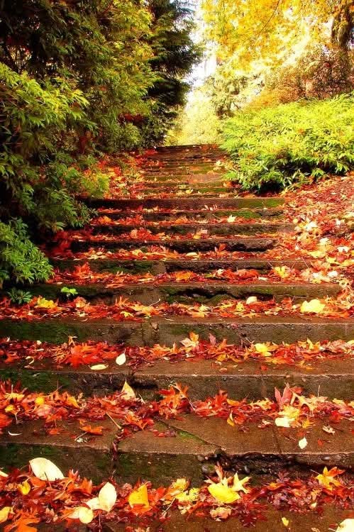 Φθινοπωρινός παράδεισος 🍂🍂

Και μια
Γλυκιά καλημέρα παντού!