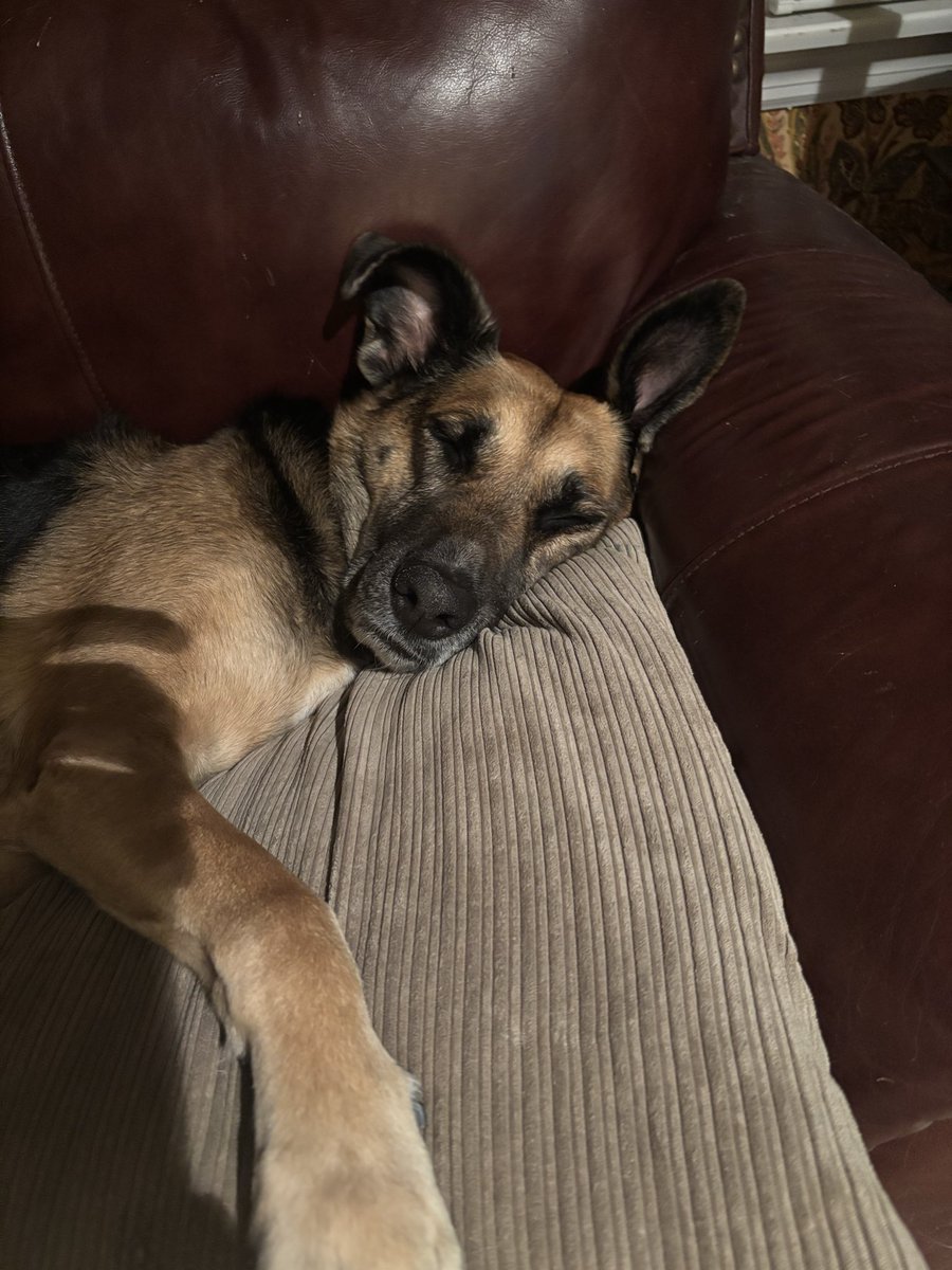 My dogs. My rescues. My life. All saved and loved!