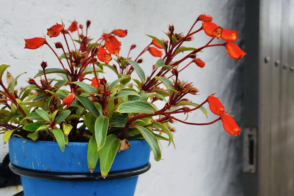 サンタクルス通りをゆるゆるお散歩( ˙˘˙ )街並みを彩る植物からも、秋の深まりを感じます〜🍁🌶️

秋のお花をブログで紹介中( 　ˆᵕˆ )っparque-net.com/blog/?p=18746

#志摩スペイン村花だより