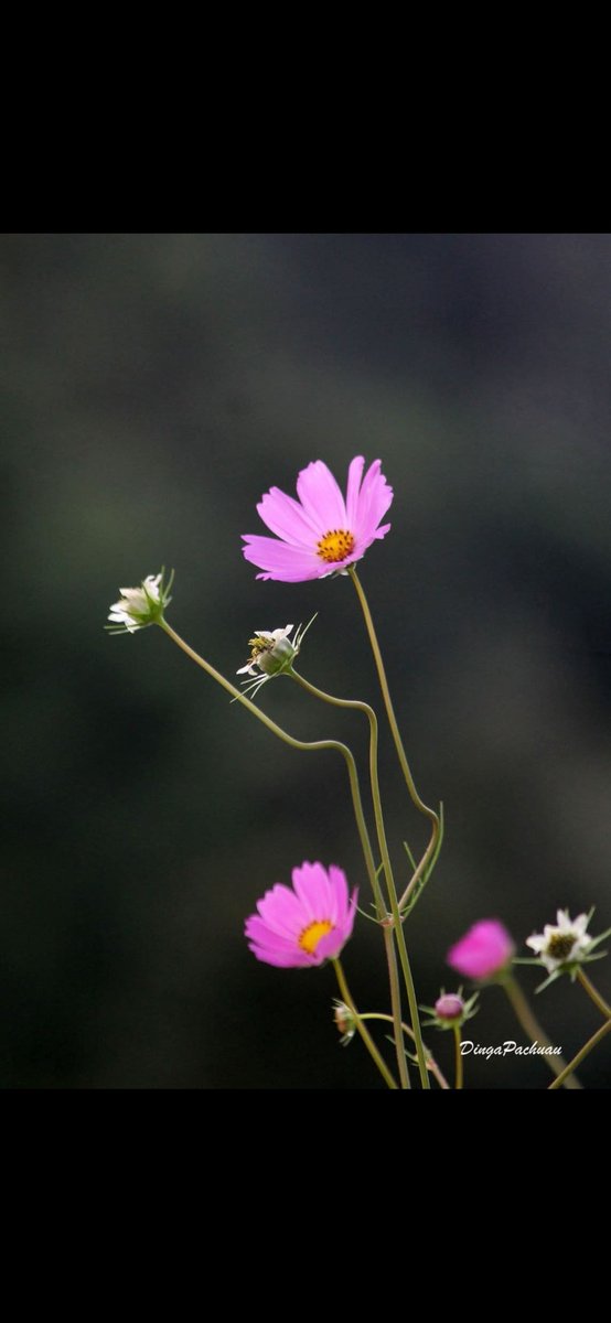 Günaydın Mutlu Sabahlar Herkese İyi Bir Hafta Dilerim ☕