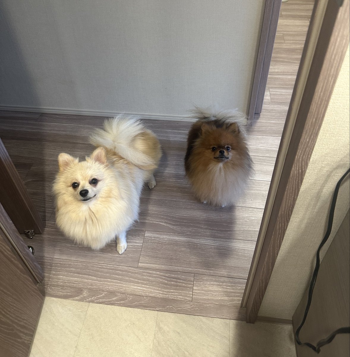 ミルモとポン！ (@mirumo__pon) / Posts / X