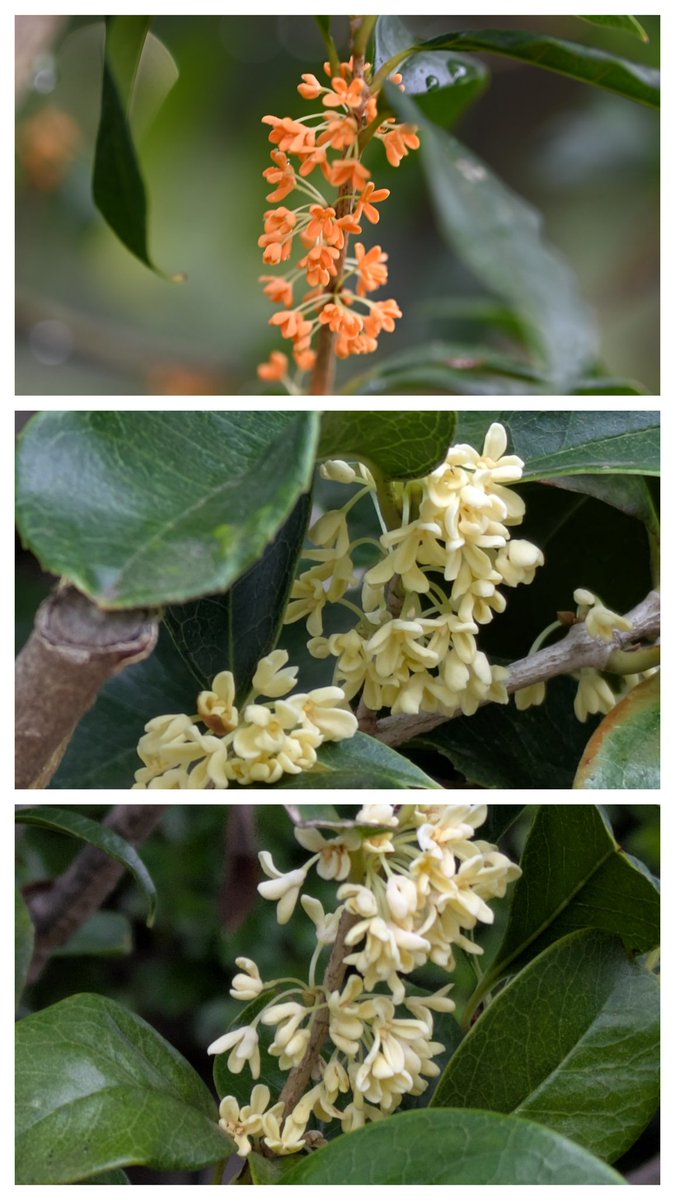 専用ページ 桃 金木犀 楽天市場】金木犀 ダブル トイレットペーパー 柄 プリント