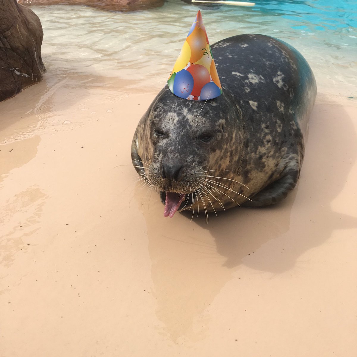 SmartiJC's tweet image. unc status soon