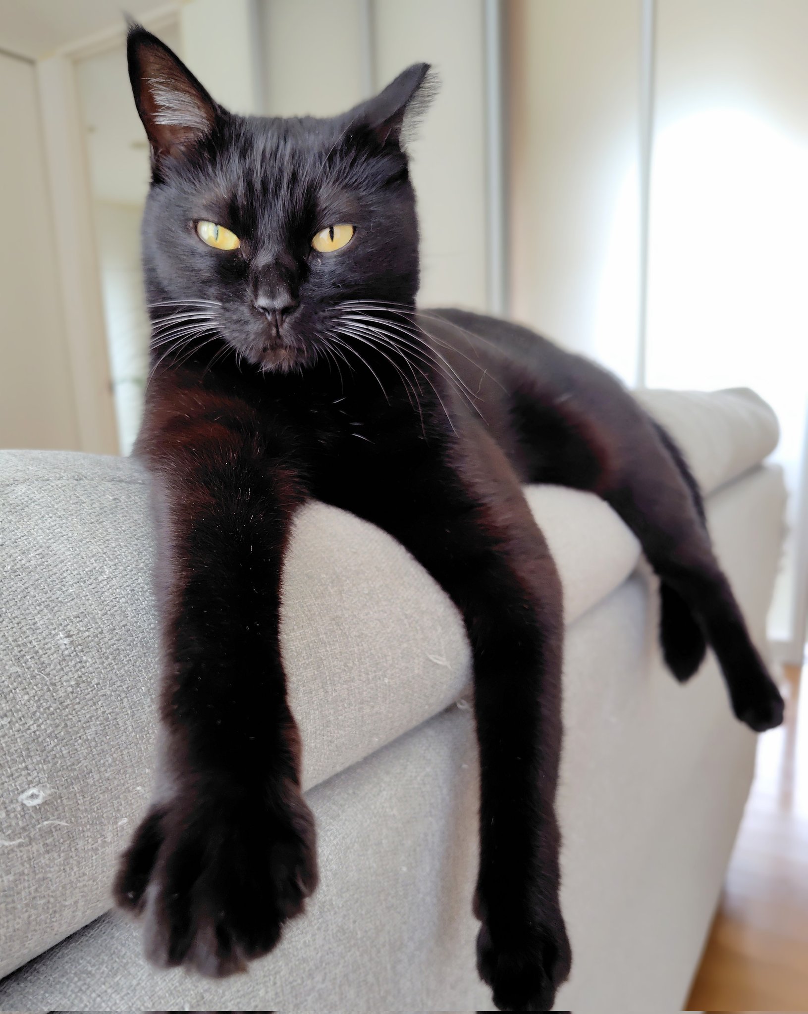 くろくま Two Brothers Kawasaki ZX-10R 04-05 M-2 Black Series Slip-On