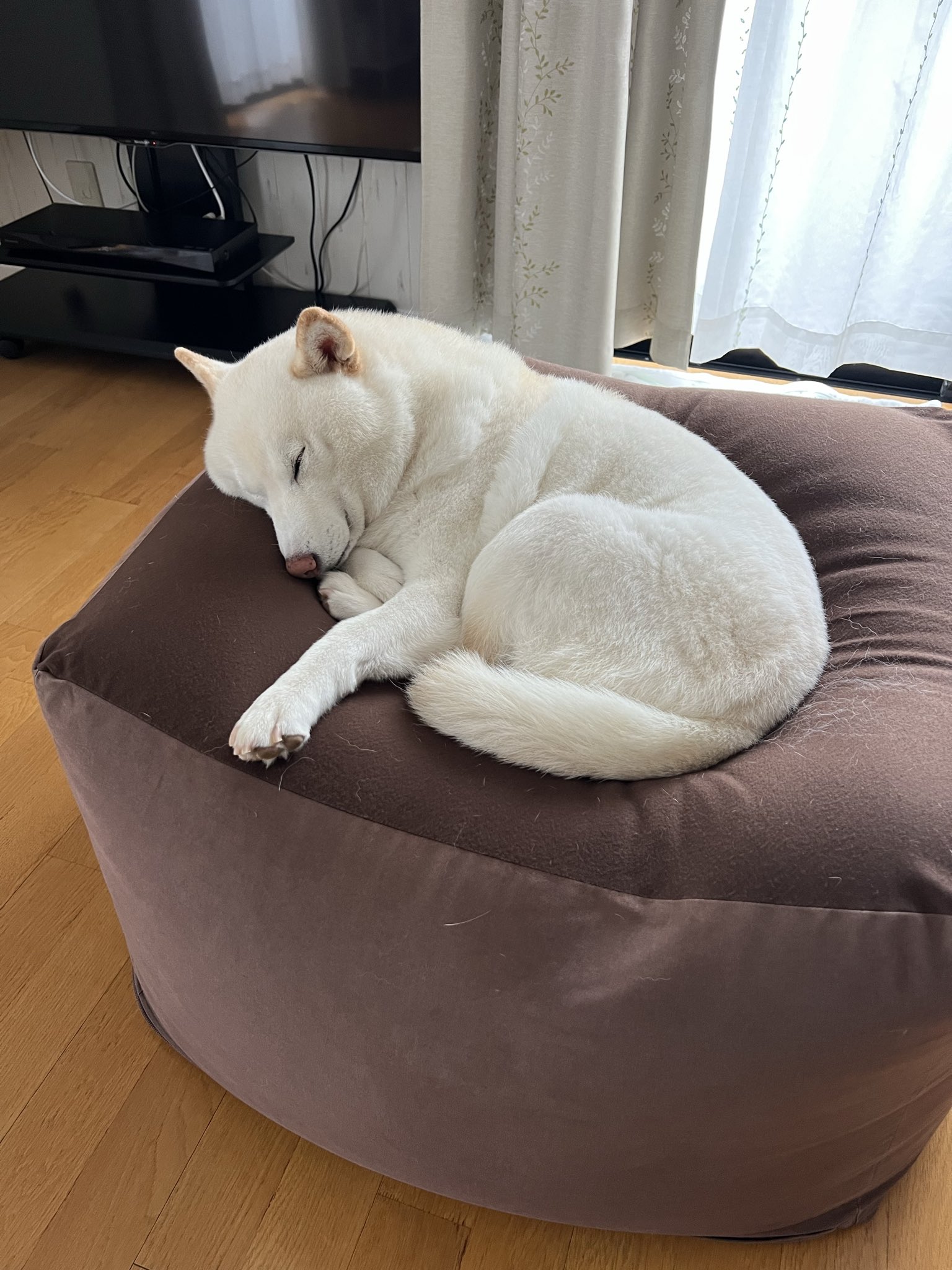 ちょびです。 中古・古着通販】GUCCI (グッチ) adidas (アディダス